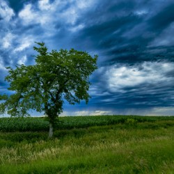 Lone Tree After the Storm