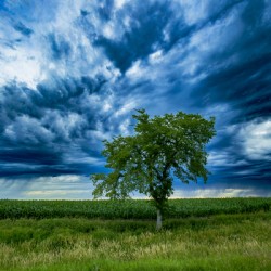 Lone Tree After the Storm