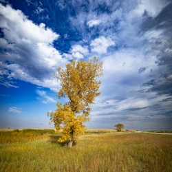 Lone Trees in the Fall