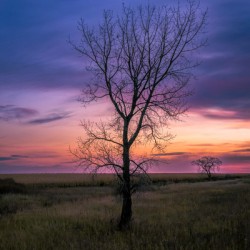 Lone Tree at Sunrise
