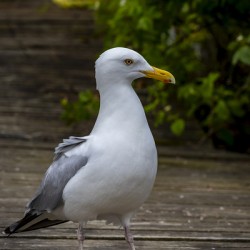 Gull