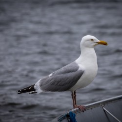 Gull