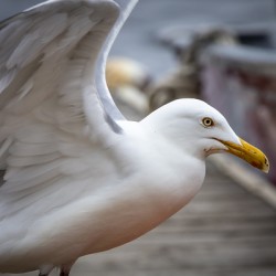 Gull