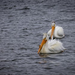 Pelicans