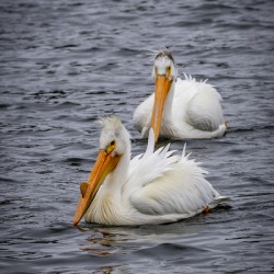 Pelicans