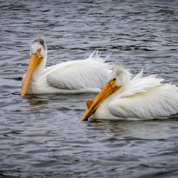 Pelicans