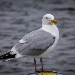 Gull