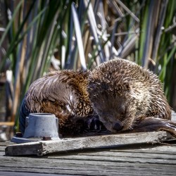 Otter