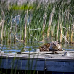 Otter