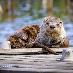 Otter