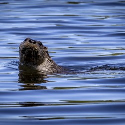 Otter