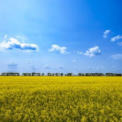 Canola Field
