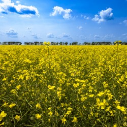 Canola Field