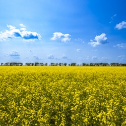 Canola Field