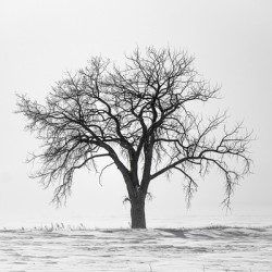 Lone Tree in Snowstorm