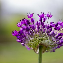 Allium Flower