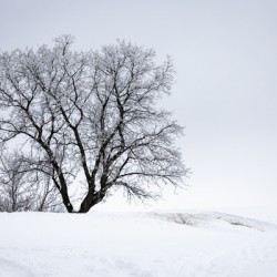 Lone Tree in Hoarfrost