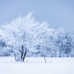 Lone Tree in Hoarfrost
