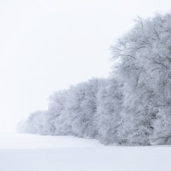 Tree Row in Hoarfrost