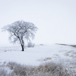 Lone Tree in Winter Fog
