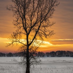 Lone Tree at Sunrise