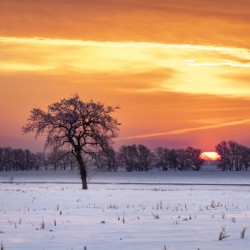 Lone Tree at Sunrise