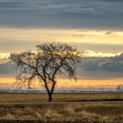 Lone Tree at Sunrise