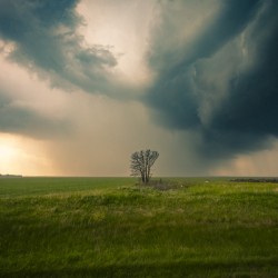 Lone Tree and Incoming Storm