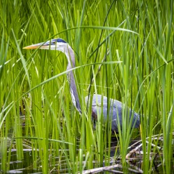 Blue Heron in Tall Grass