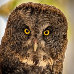 Owls Gaze