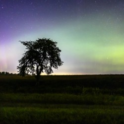 Lone Tree and Northern Lights