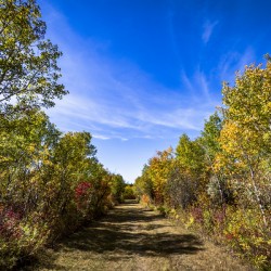 Trail in the Fall