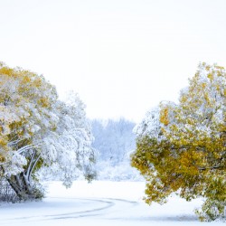 A Path Under the First Snow