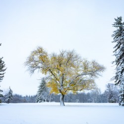 Trees Under the First Snow