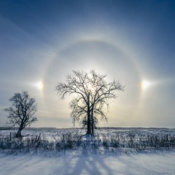Sundogs Behind Lone Trees