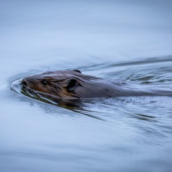 Beaver On still Waters