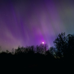Aurora and Moonlight over the Canopy