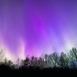 Northern Lights Above the Canopy