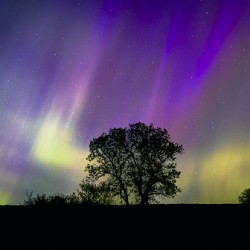 Lone Tree Under Aurora Glow
