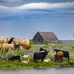 Cattle on a Hill