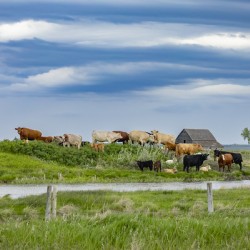 Cattle on a Hill