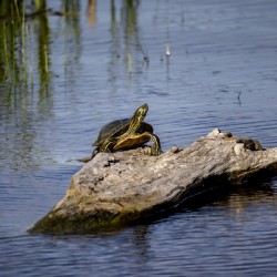 Painted Turtle