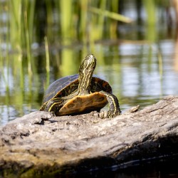 Painted Turtle
