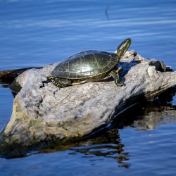 Painted Turtle