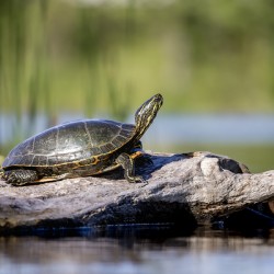 Painted Turtle