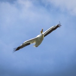 Pelican