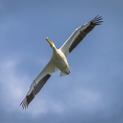 Pelican in Flight