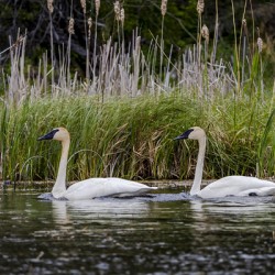 Trumpeter Swans