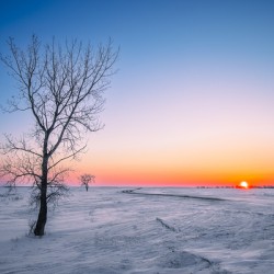 Lone Tree at Sunrise