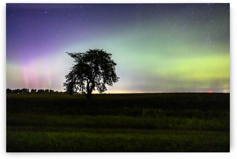 Lone Tree and Northern Lights by Marc Gilbert Photography